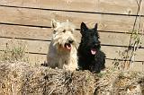 SCOTTISH TERRIER 259